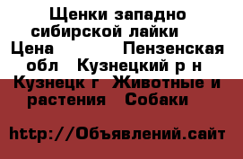 Щенки западно-сибирской лайки.  › Цена ­ 5 000 - Пензенская обл., Кузнецкий р-н, Кузнецк г. Животные и растения » Собаки   